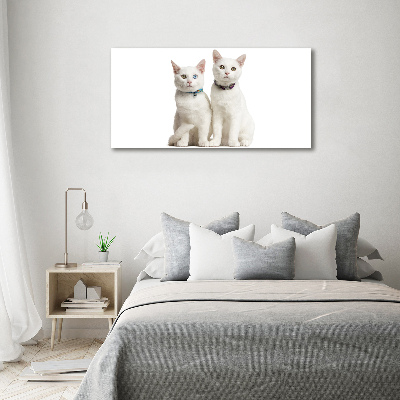 Foto auf Acryl Weiße Katzen