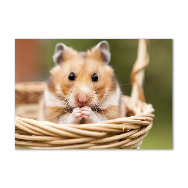 Acrylbild Fotodruck Hamster im Korb