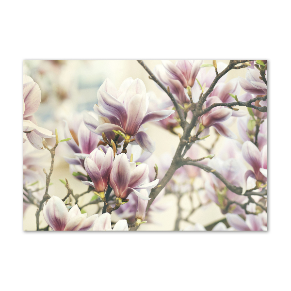 Acrylglas-Druck Magnolie