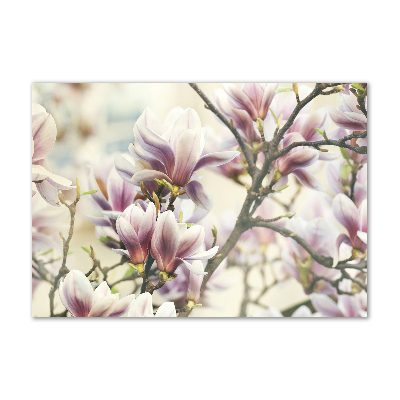 Acrylglas-Druck Magnolie