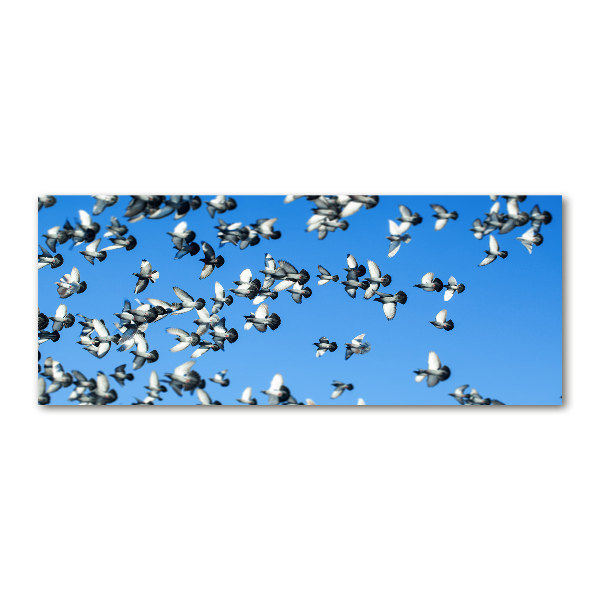 Foto auf Acryl Ein Schwarm Tauben