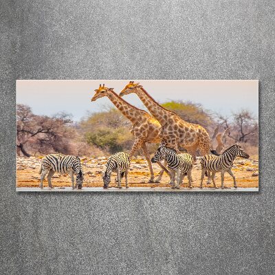Bild auf Acrylglas Giraffen und Zebras
