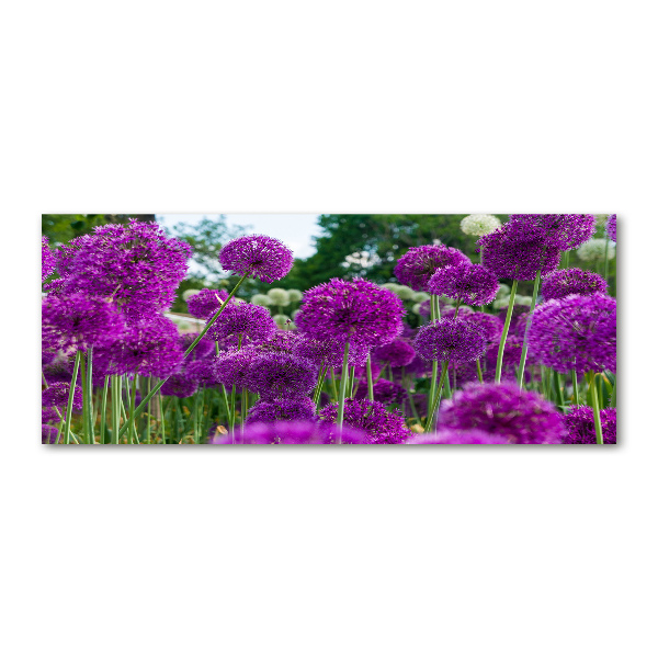 Foto auf Acryl Knoblauchblüten