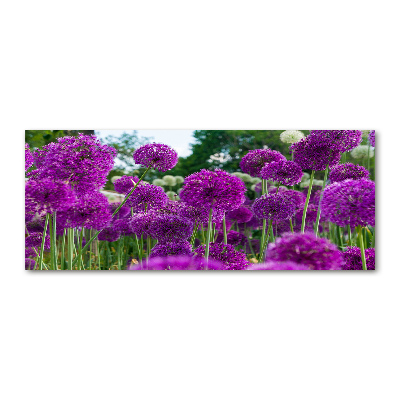 Foto auf Acryl Knoblauchblüten