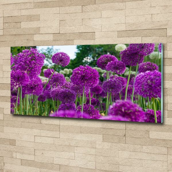 Foto auf Acryl Knoblauchblüten