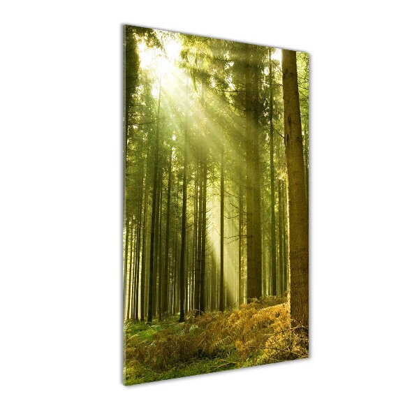 Bild auf Acrylglas vertikal Die Sonne im Wald