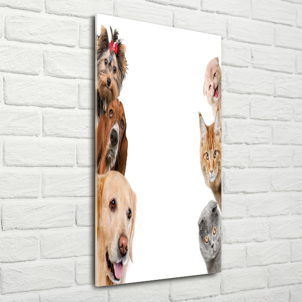 Bild auf Acrylglas vertikal Hunde und Katzen