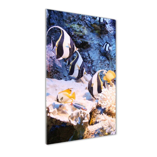 Plexiglasbilder vertikal Korallenriff