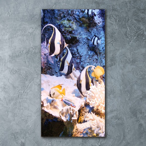 Plexiglasbilder vertikal Korallenriff