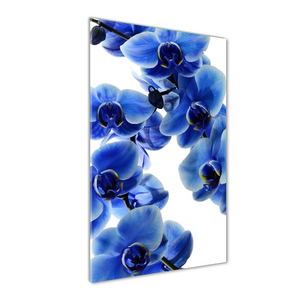 Plexiglasbilder vertikal Blaue Orchidee