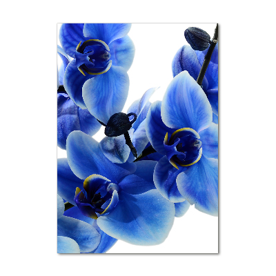 Plexiglasbilder vertikal Blaue Orchidee
