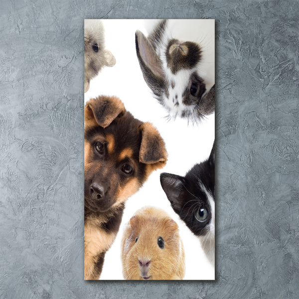 Plexiglasbilder vertikal Haustiere