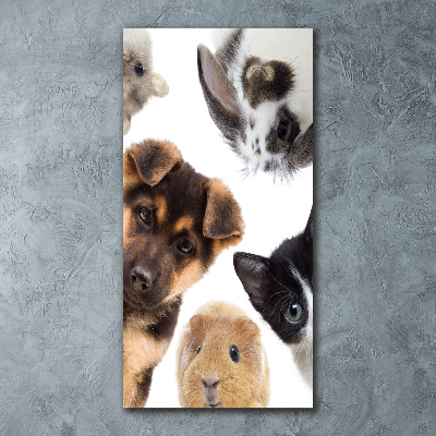 Plexiglasbilder vertikal Haustiere