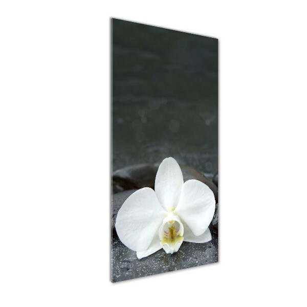 Plexiglasbilder vertikal Orchideensteine