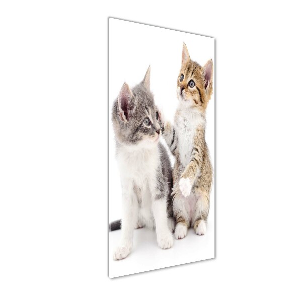 Plexiglasbilder vertikal Zwei kleine Katzen