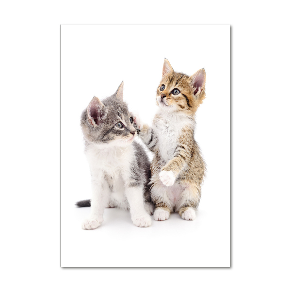 Plexiglasbilder vertikal Zwei kleine Katzen