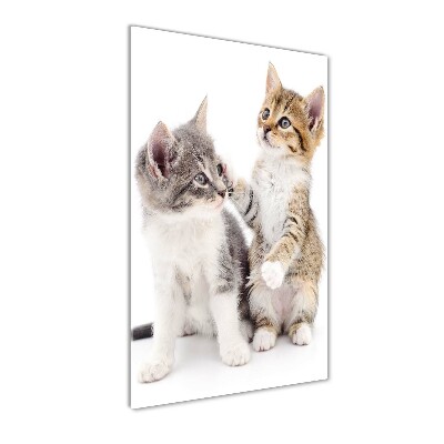 Plexiglasbilder vertikal Zwei kleine Katzen