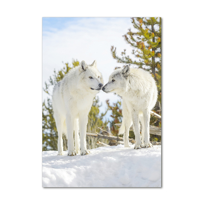 Plexiglasbilder vertikal Zwei weiße Wölfe