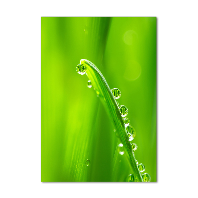 Plexiglasbilder vertikal Grashalme