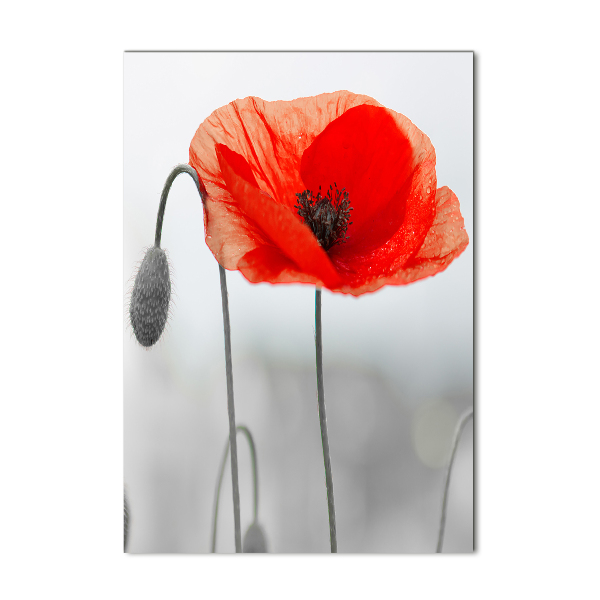Plexiglasbilder vertikal Wildmohn