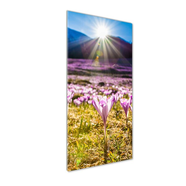 Bild auf Acrylglas vertikal Krokusse in den Bergen