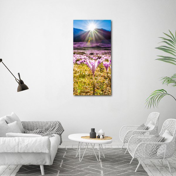 Bild auf Acrylglas vertikal Krokusse in den Bergen