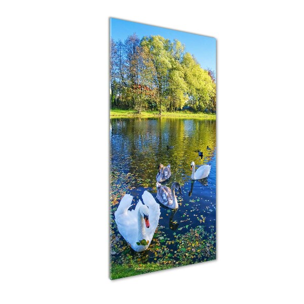 Bild auf Acrylglas vertikal Schwäne auf dem Teich