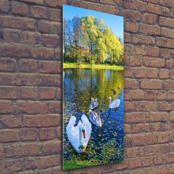 Bild auf Acrylglas vertikal Schwäne auf dem Teich