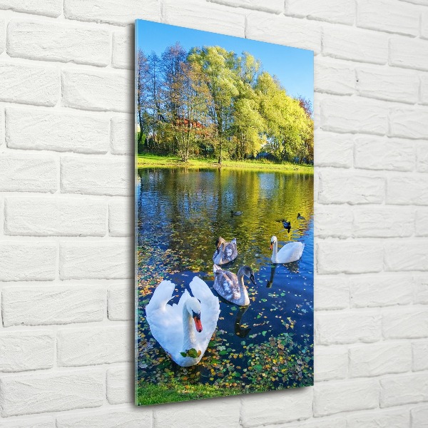Bild auf Acrylglas vertikal Schwäne auf dem Teich