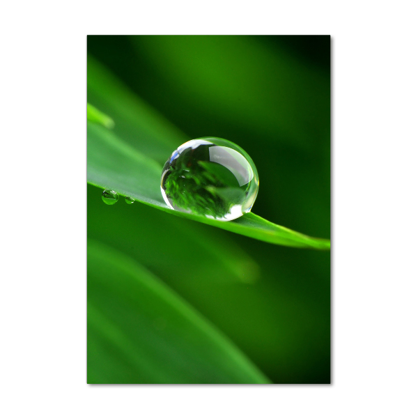 Bild auf Acrylglas vertikal Ein Grashalm