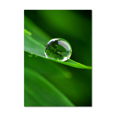 Bild auf Acrylglas vertikal Ein Grashalm