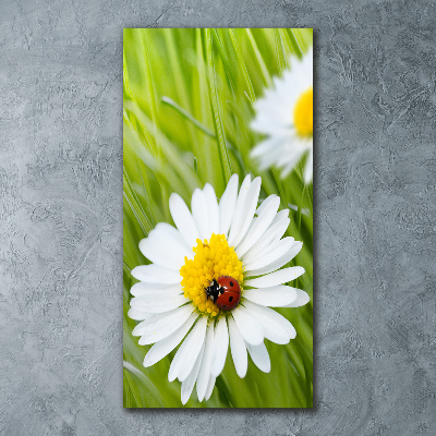 Plexiglasbilder vertikal Gänseblümchen