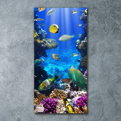 Plexiglasbilder vertikal Korallenriff