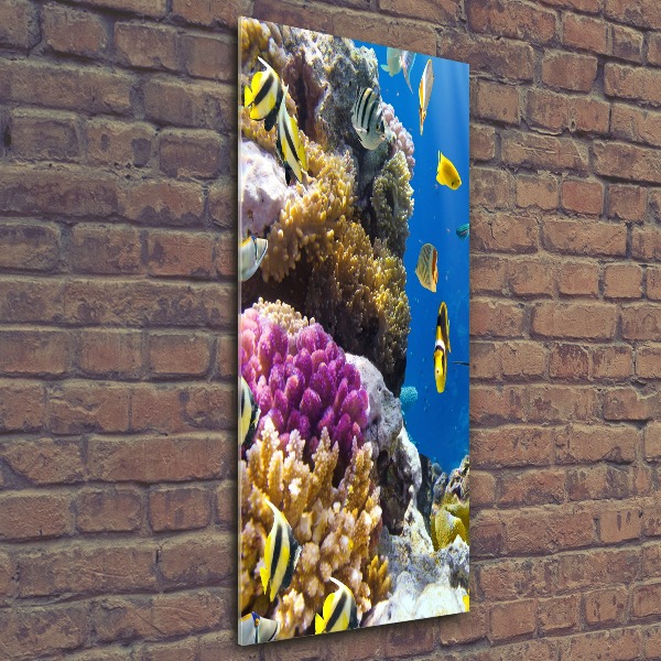 Bild auf Acrylglas vertikal Korallenriff