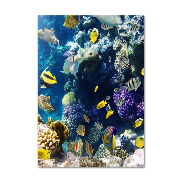 Bild auf Acrylglas vertikal Korallenriff