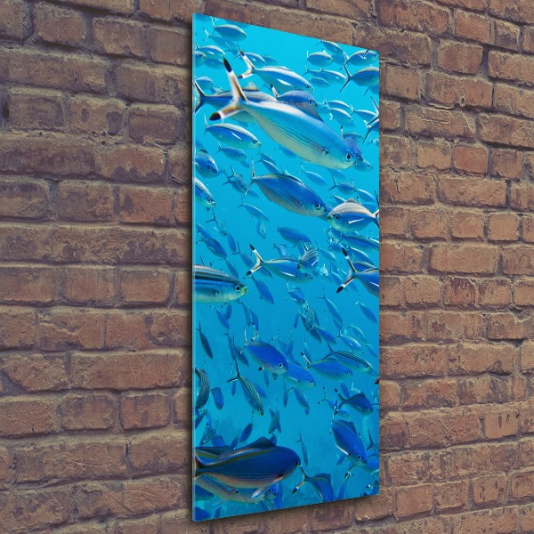 Bild auf Acrylglas vertikal Korallenfische
