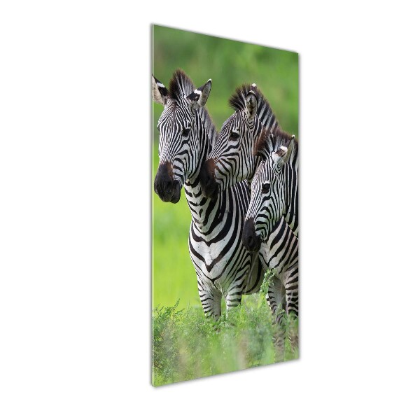 Plexiglasbilder vertikal Drei Zebras