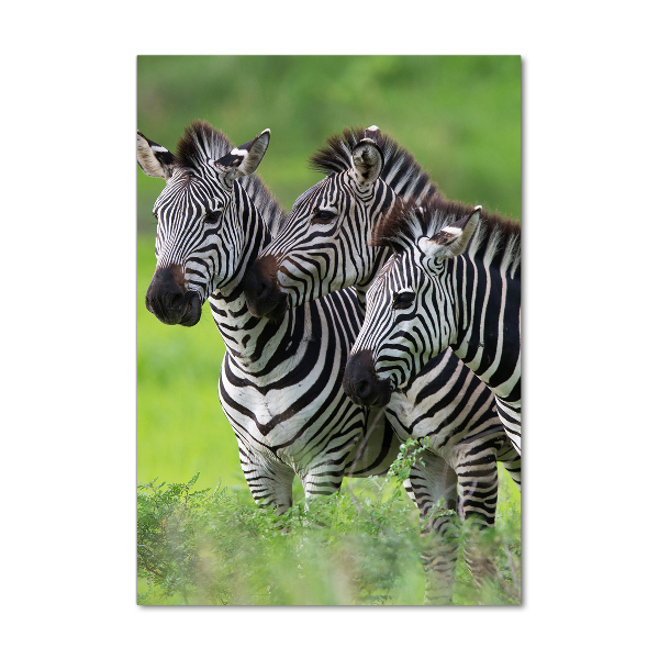 Plexiglasbilder vertikal Drei Zebras