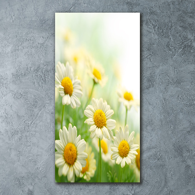 Bild auf Acrylglas vertikal Gänseblümchen