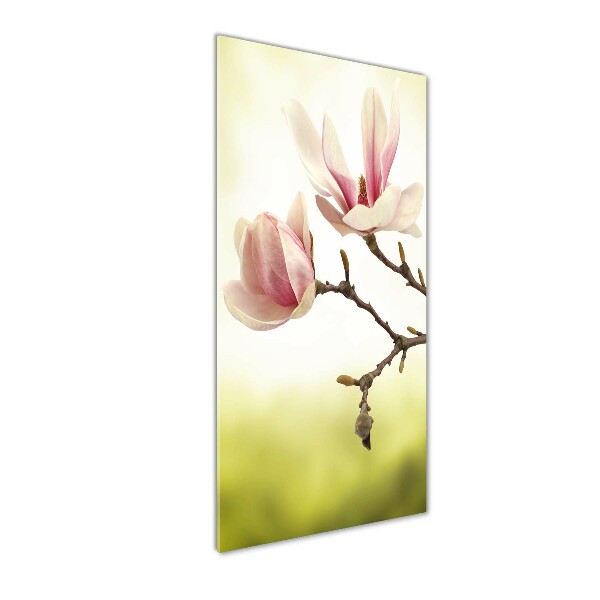 Bild auf Acrylglas vertikal Magnolienblüten