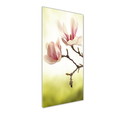 Bild auf Acrylglas vertikal Magnolienblüten