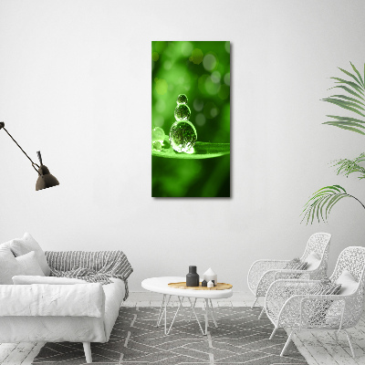 Plexiglasbilder vertikal Tropfen auf dem Gras