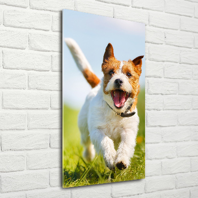 Plexiglasbilder vertikal Jack Russell Terrier