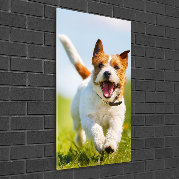Plexiglasbilder vertikal Jack Russell Terrier