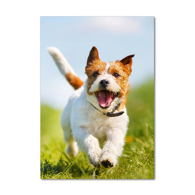 Plexiglasbilder vertikal Jack Russell Terrier