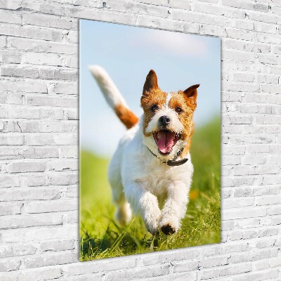 Plexiglasbilder vertikal Jack Russell Terrier