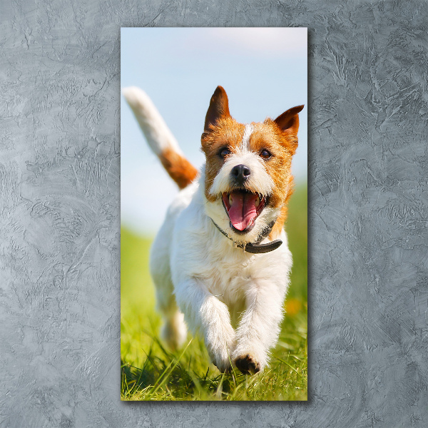 Plexiglasbilder vertikal Jack Russell Terrier
