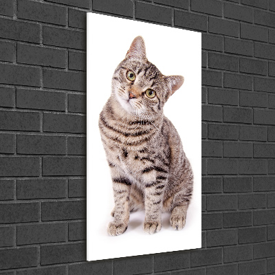 Plexiglasbilder vertikal Katze