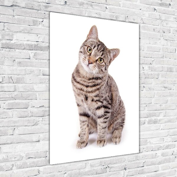 Plexiglasbilder vertikal Katze