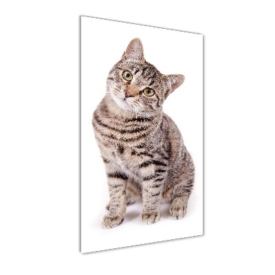 Plexiglasbilder vertikal Katze